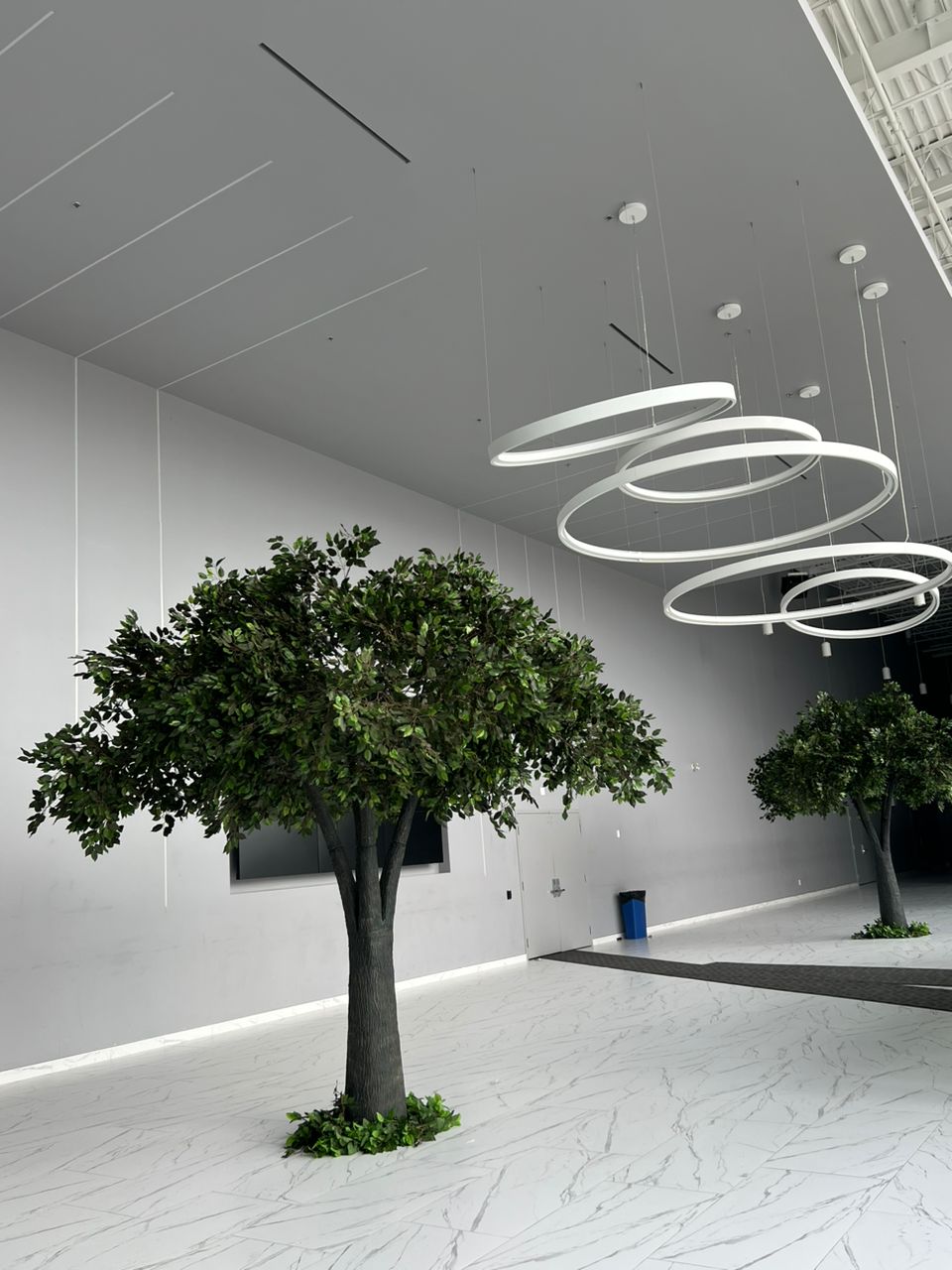 Ficus Tree – Timeless Greenery for Modern Interiors