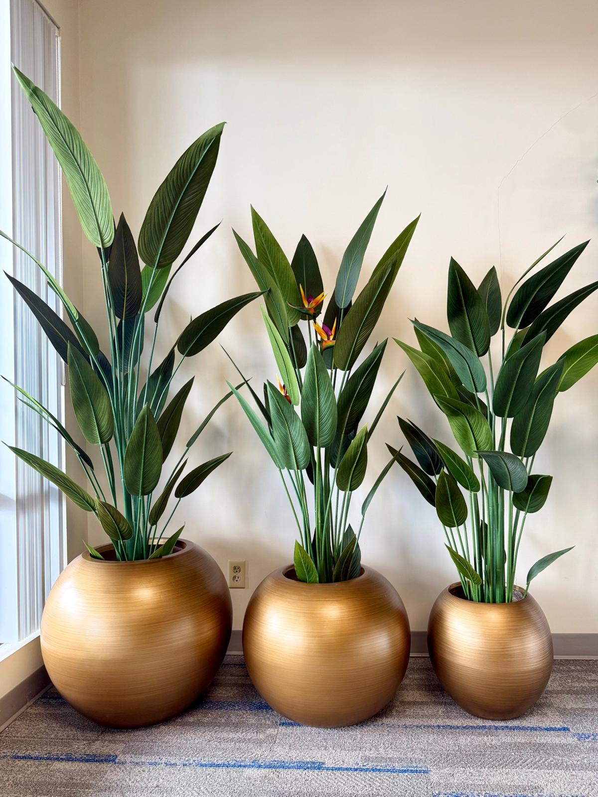 Bird of Paradise Plant: Bold Tropical Style for Modern Spaces