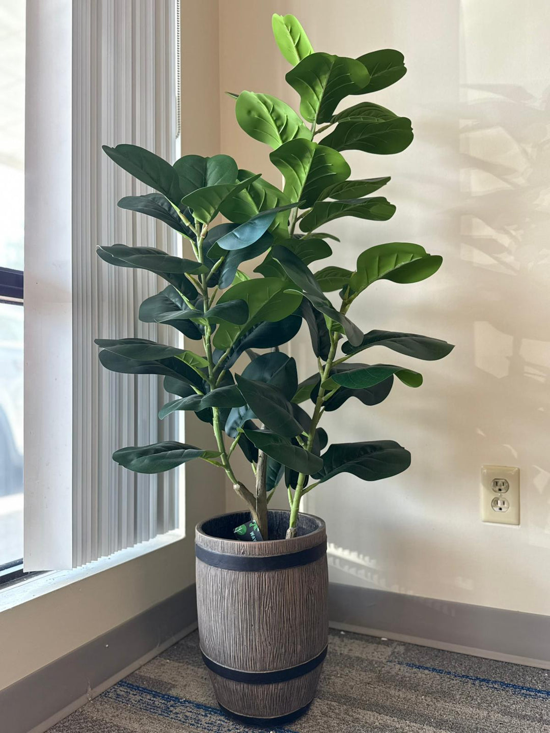 Fiddle Leaf Fig – A Modern Classic for Effortless Styling