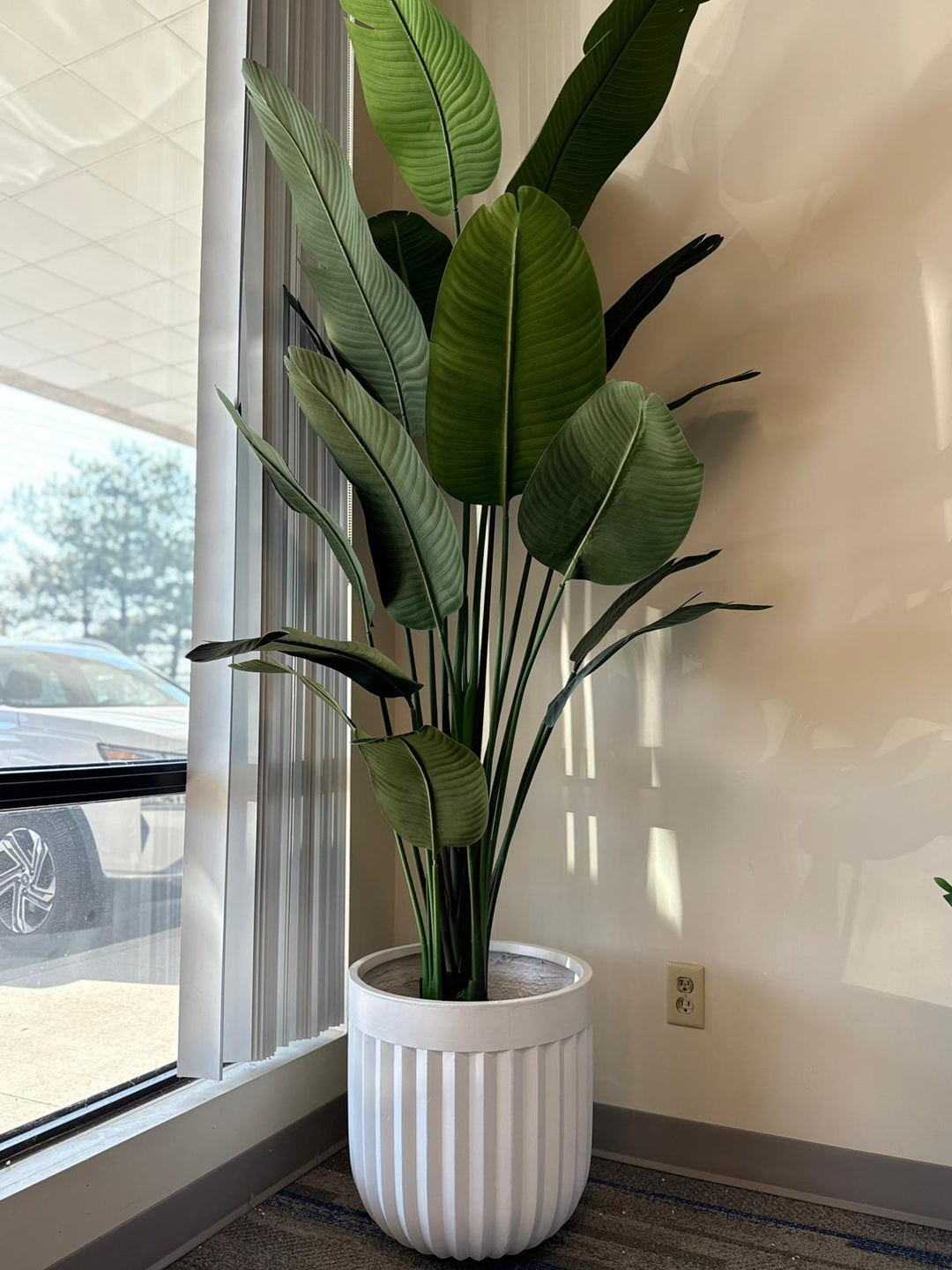 Bird of Paradise Plant – Bold Tropical Elegance for Any Space