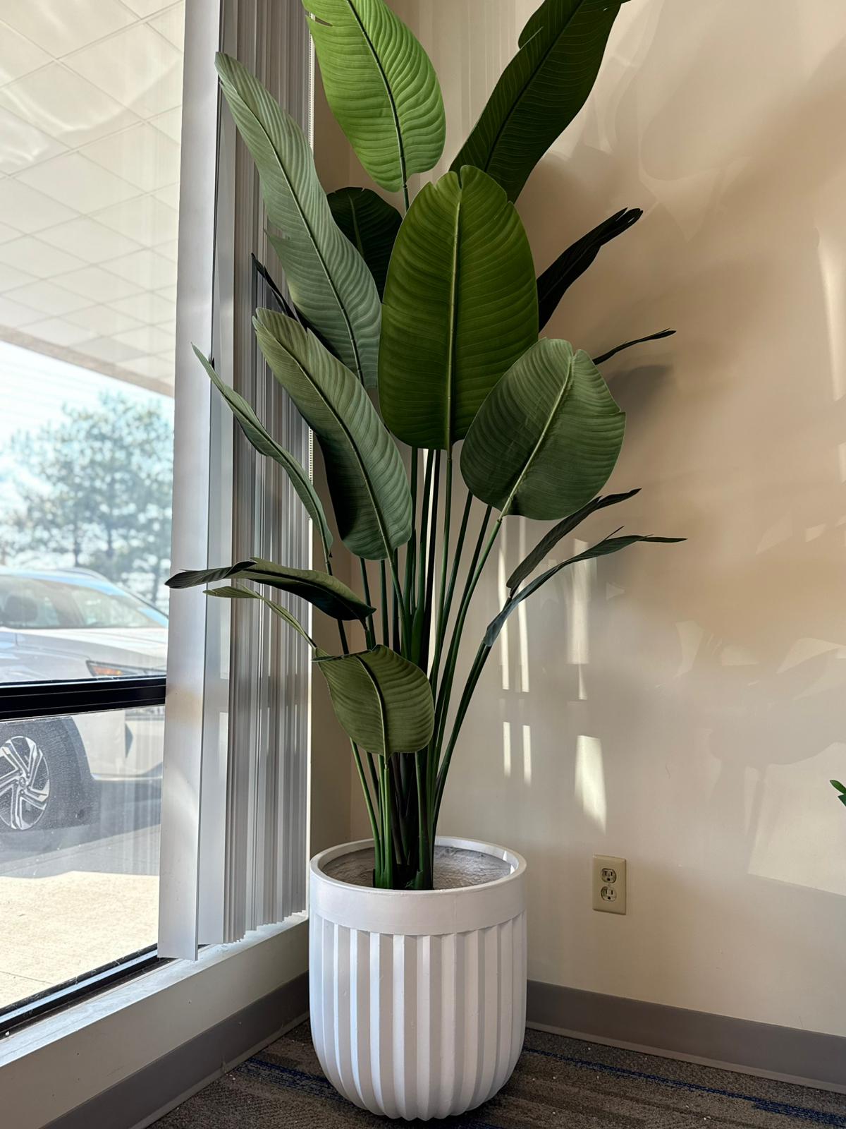 Bird of Paradise Plant – Bold Tropical Elegance for Any Space