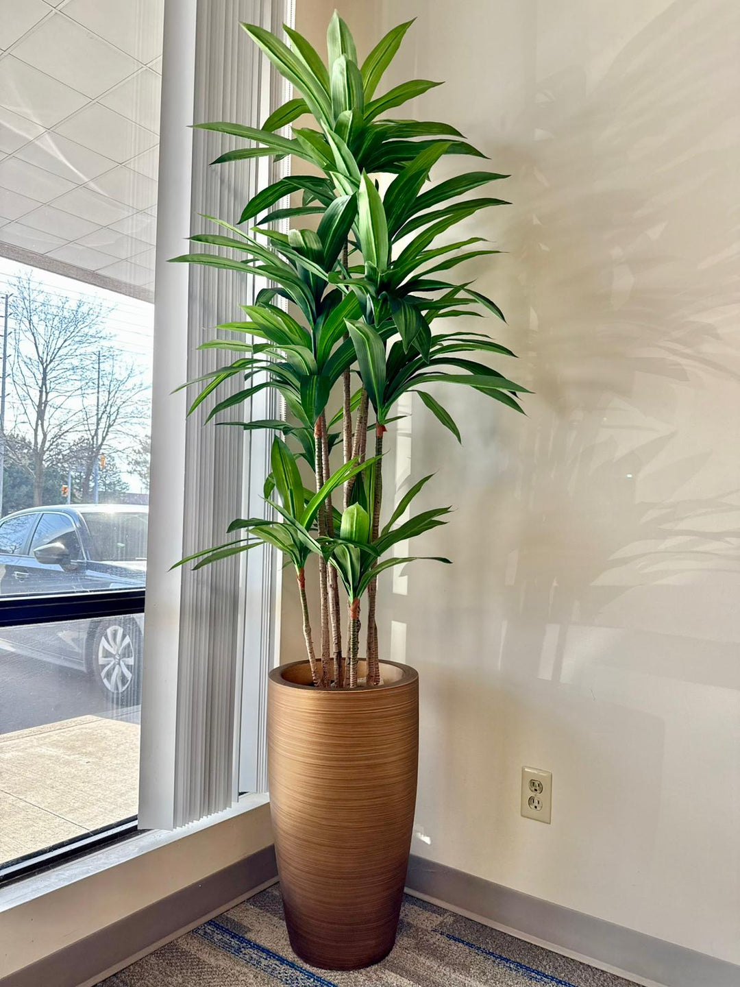 Yucca Plant – Clean Lines, Strong Presence