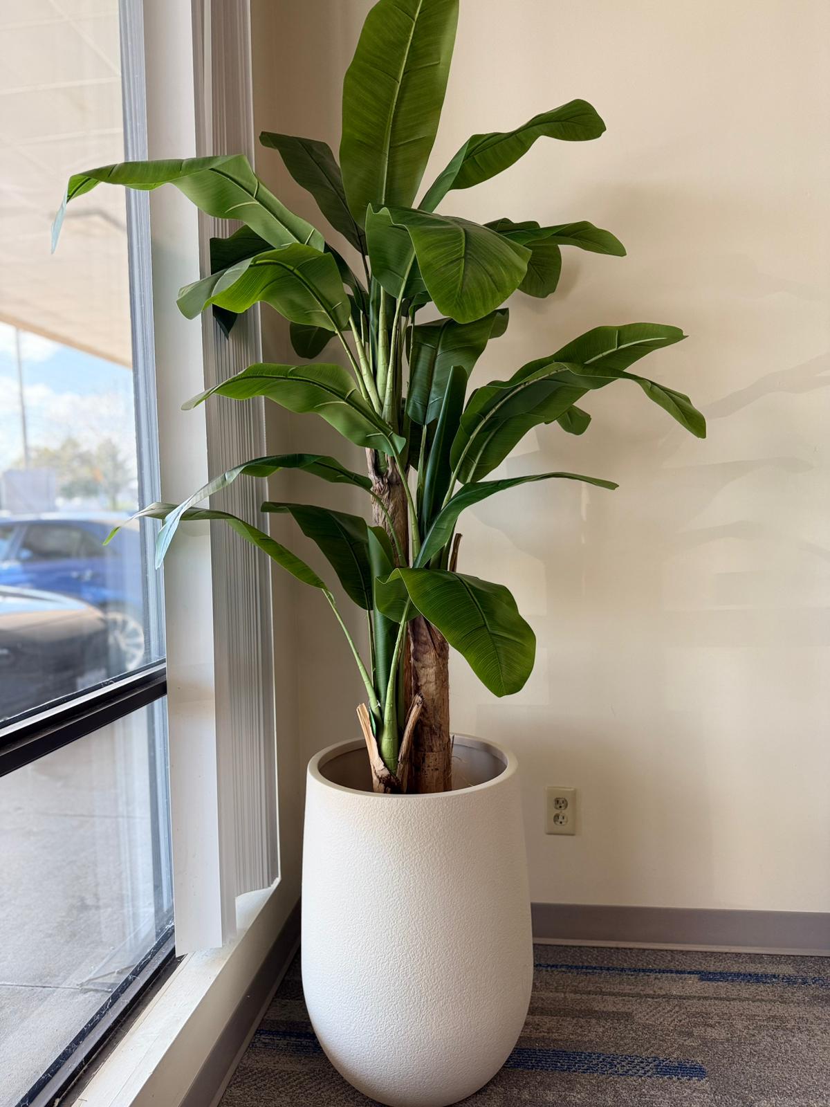 Banana Plant – Bold Tropical Greenery for Modern Spaces