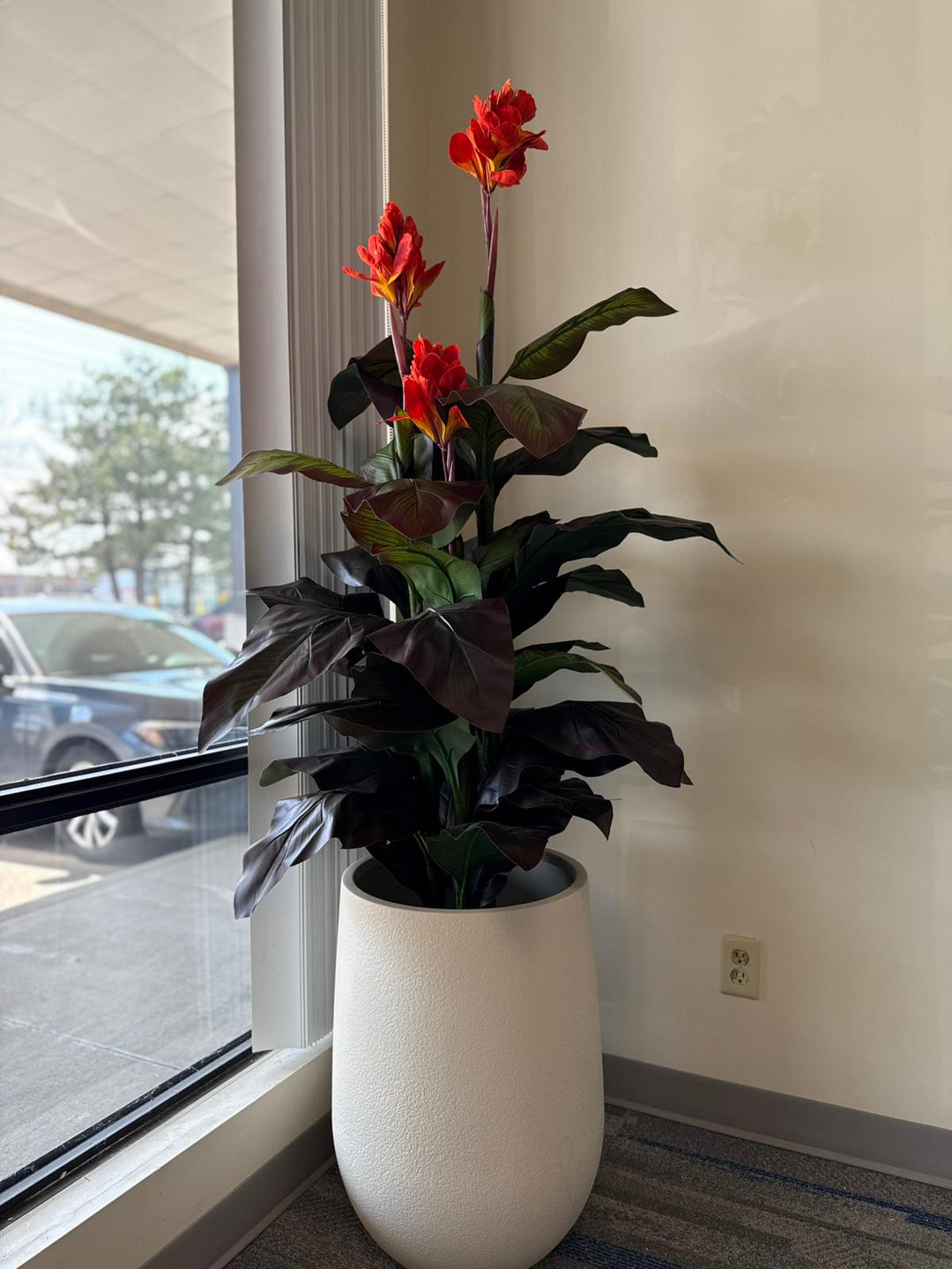 Canna Lily – Bold Color, Effortless Style
