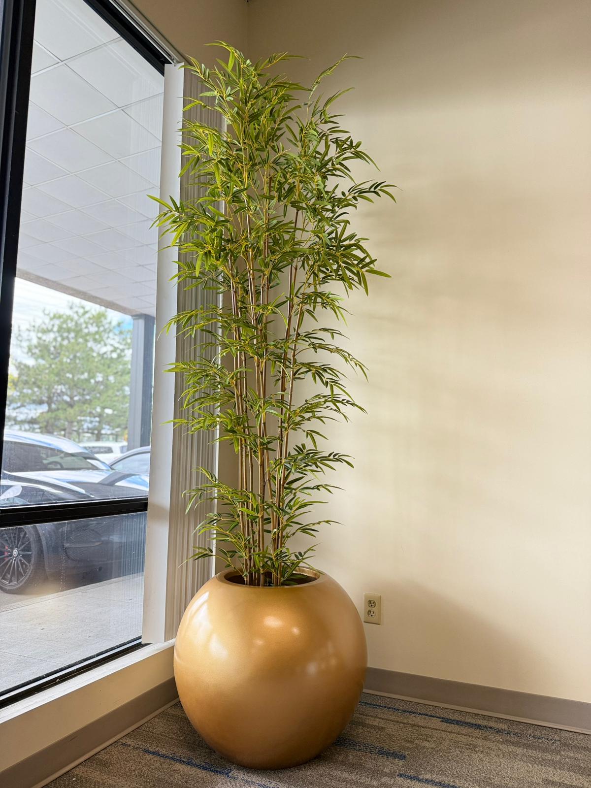 Bamboo Plants – Natural Calm for Modern Spaces