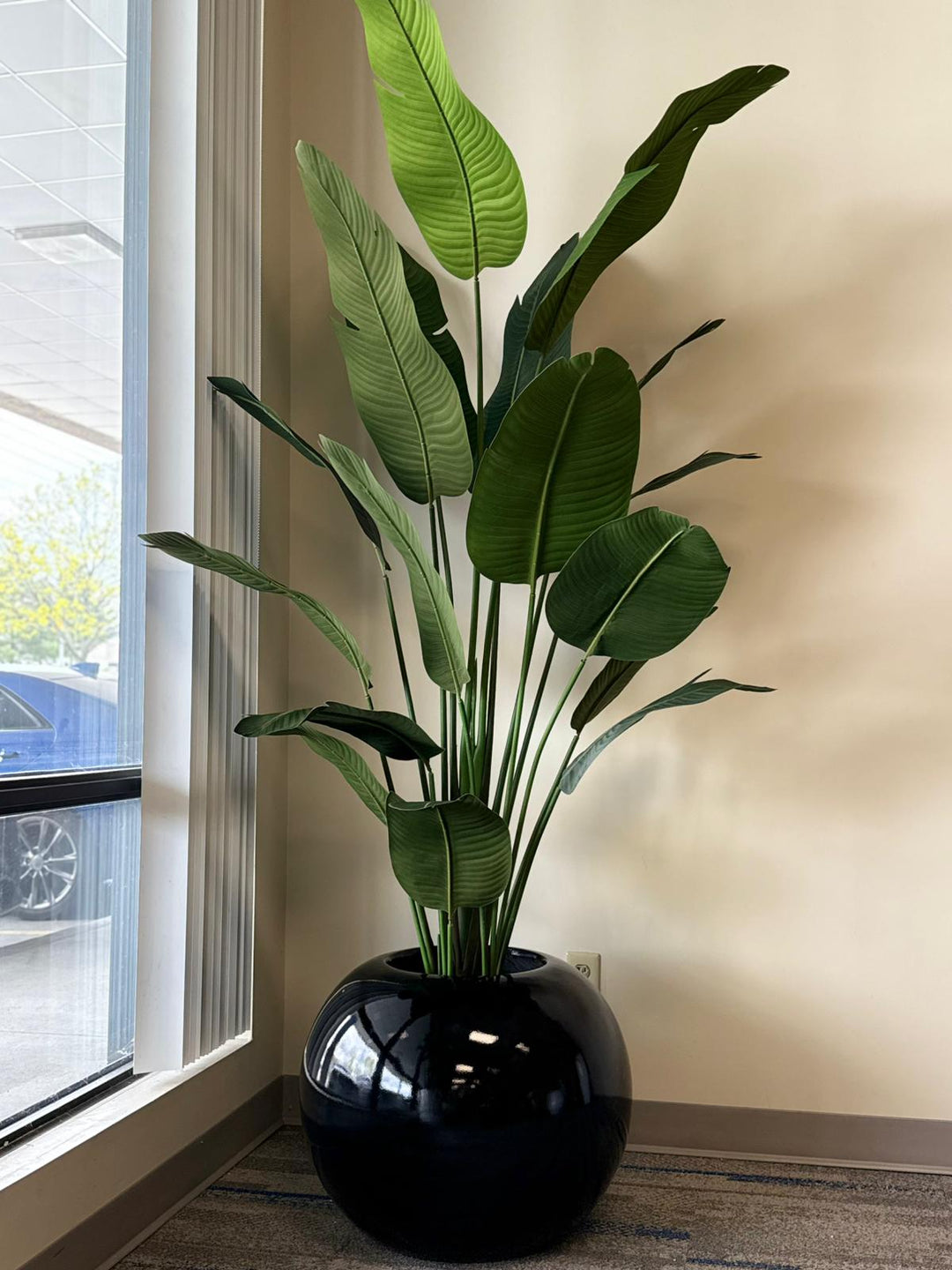 Bird of Paradise – Tropical Greenery That Makes a Statement
