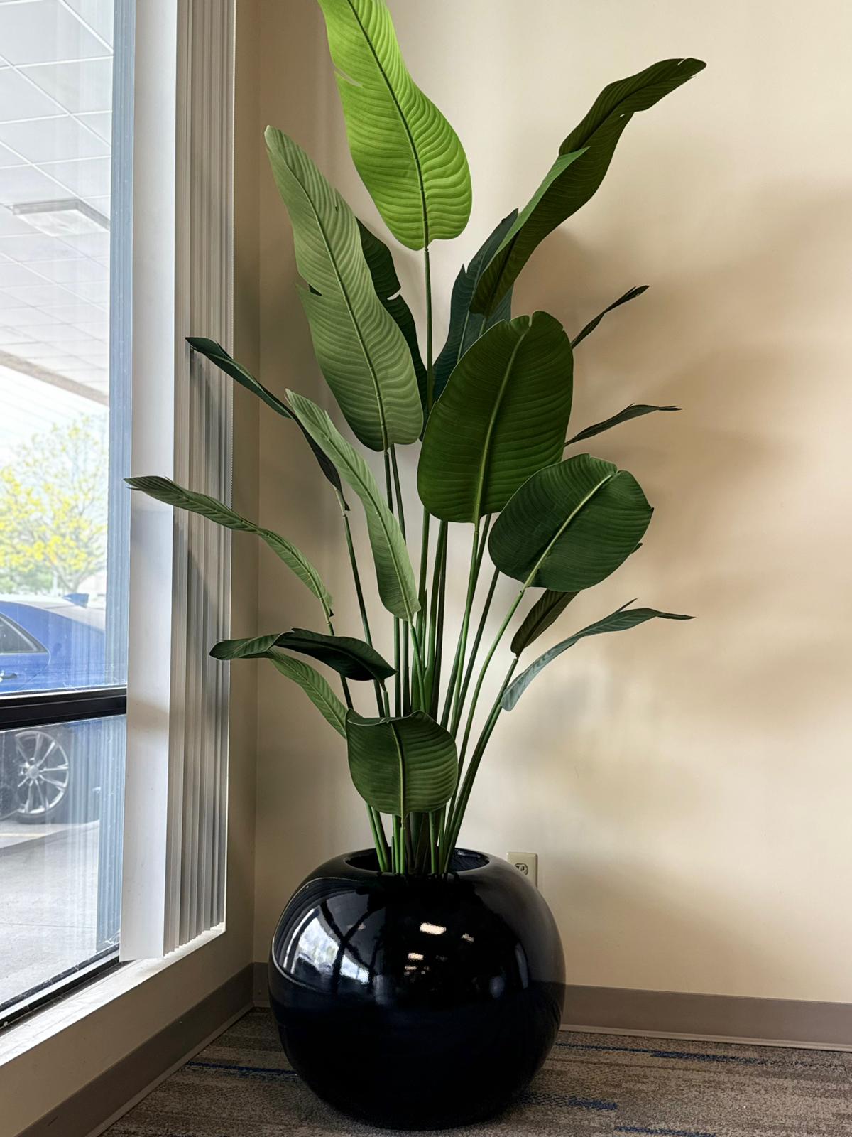 Bird of Paradise – Tropical Greenery That Makes a Statement
