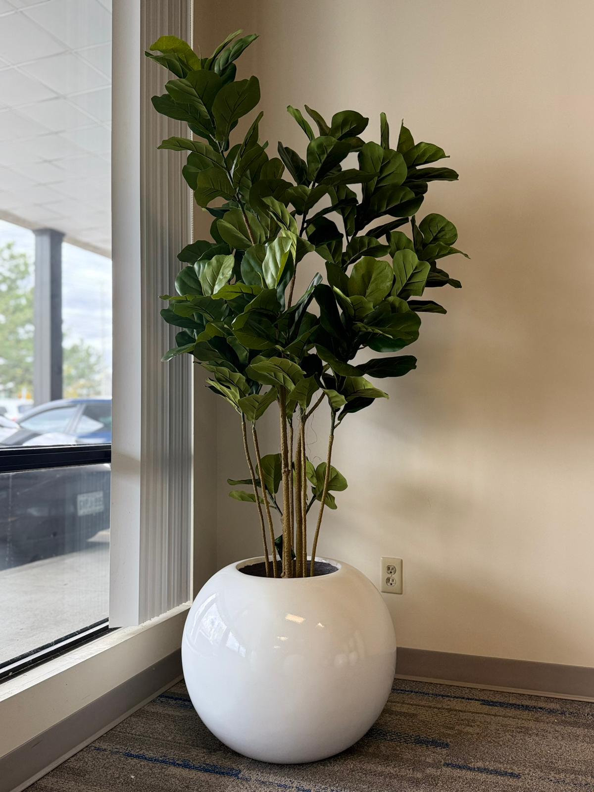 Artificial Fiddle Leaf Fig Trees – Modern Greenery for Homes, Offices & Commercial Spaces