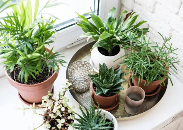 Seasonal Decorating with Artificial Plants: Ideas for Every Season