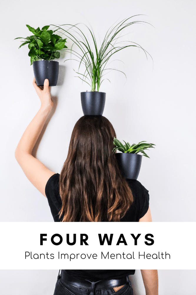 The Positive Impact of Plants on Mental and Physical Well-Being