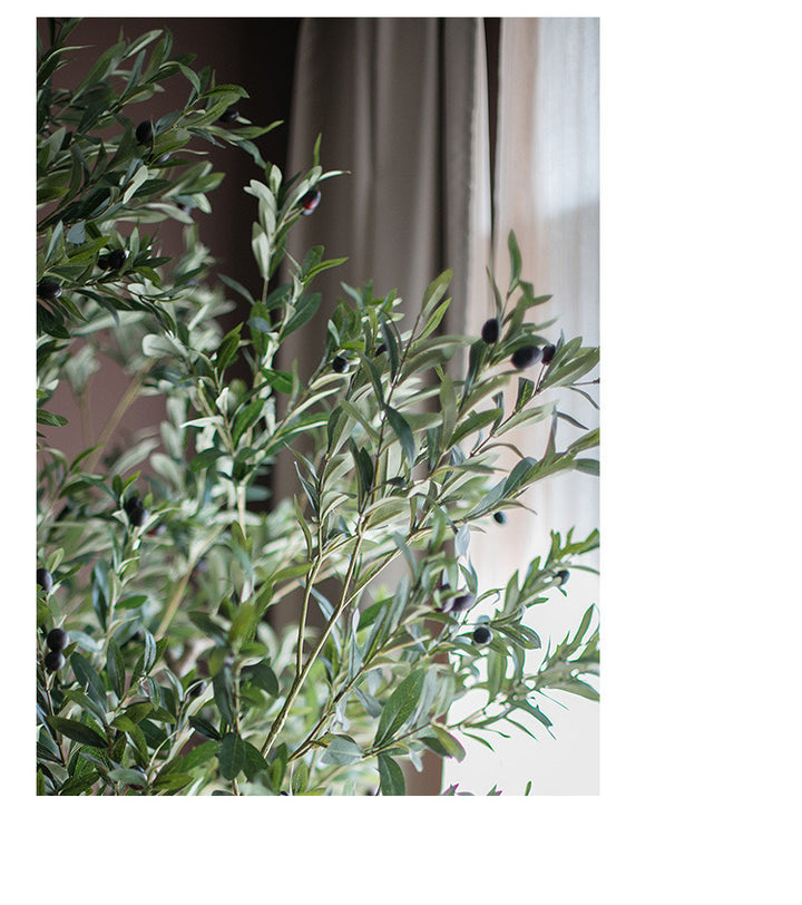 Close up of twisted trunk 10ft olive tree leaves featuring the realism of the plant by showing it&