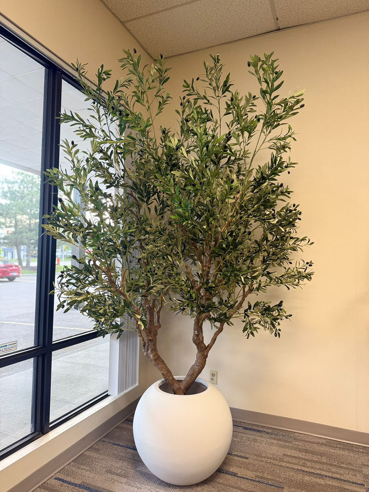 Olive plant in a room with a window