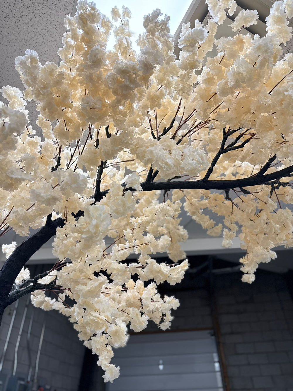Close-up of elegant cream white cherry blossoms on an arch tree.