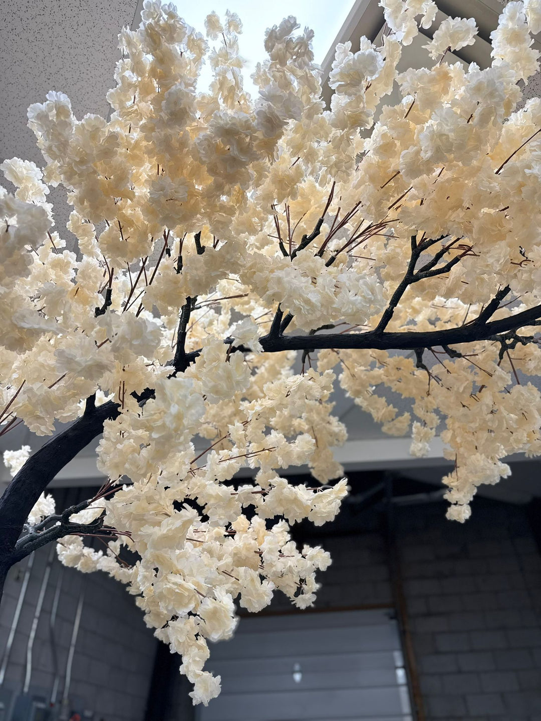 Close-up of elegant cream white cherry blossoms on an arch tree.
