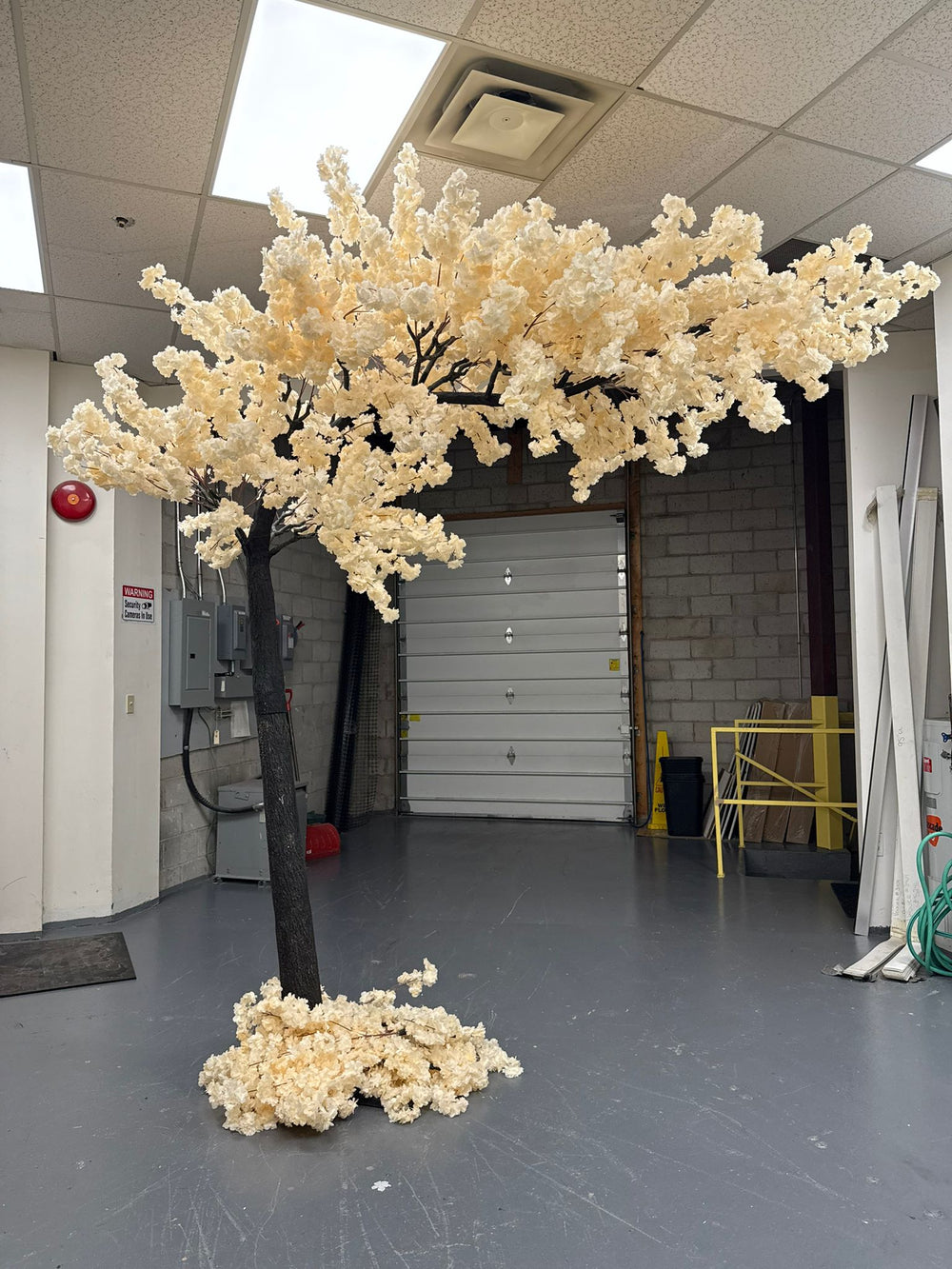 Artificial cream white cherry blossom tree getting ready for an event.