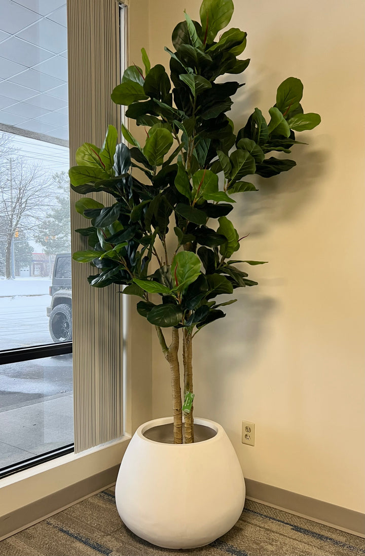 A fiddle-leaf fig tree is placed in a modern, white, rounded pot by a large window, with a snowy outdoor scene visible through the glass. The tree adds a touch of greenery to the indoor space, contrasting with the wintry view outside.