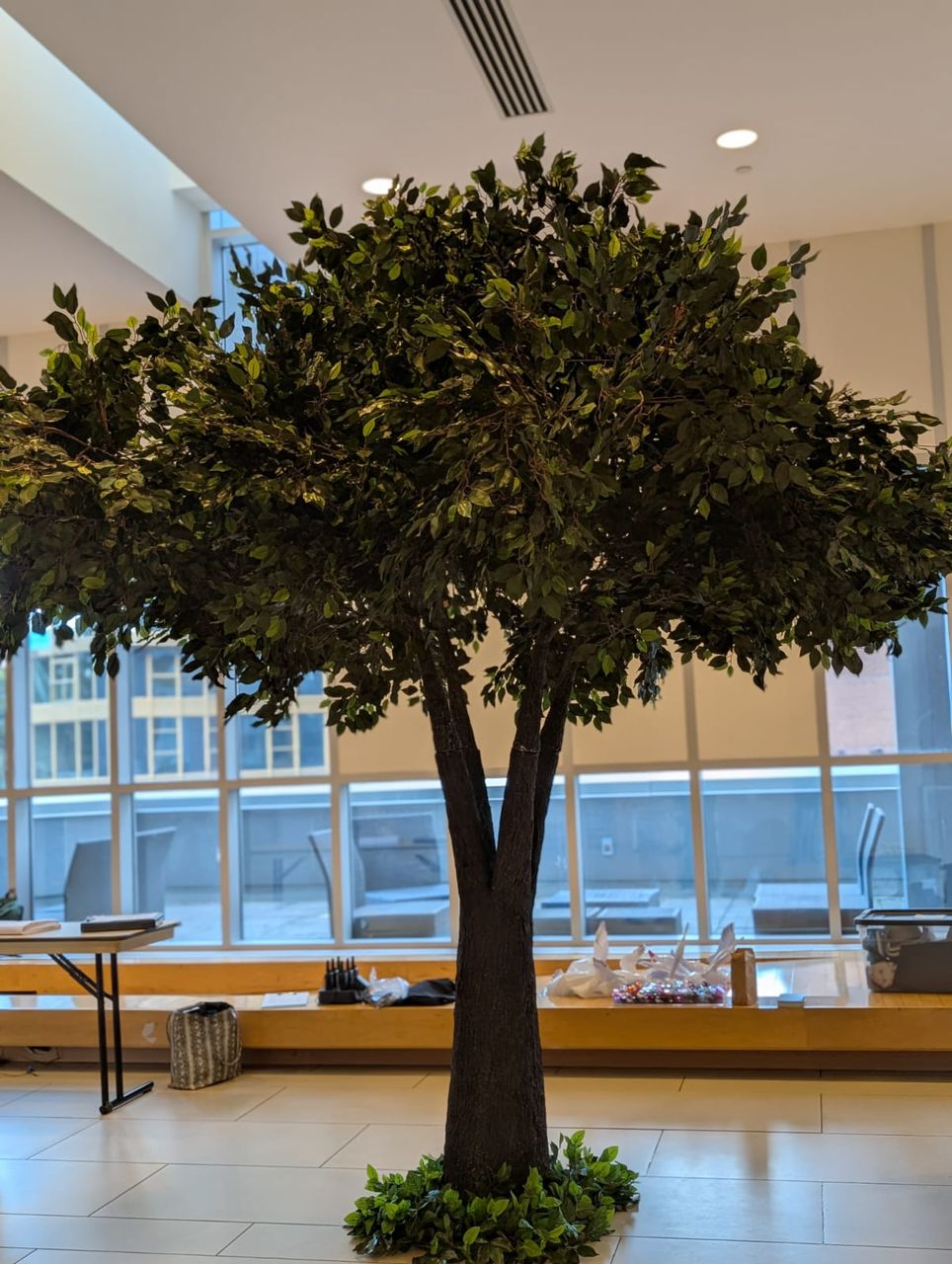 12ft Ficus Tree at Toronto Reference Library