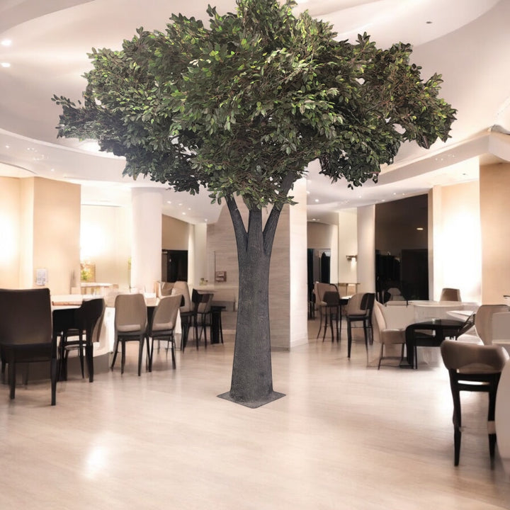 Green ficus tree in Toronto venue