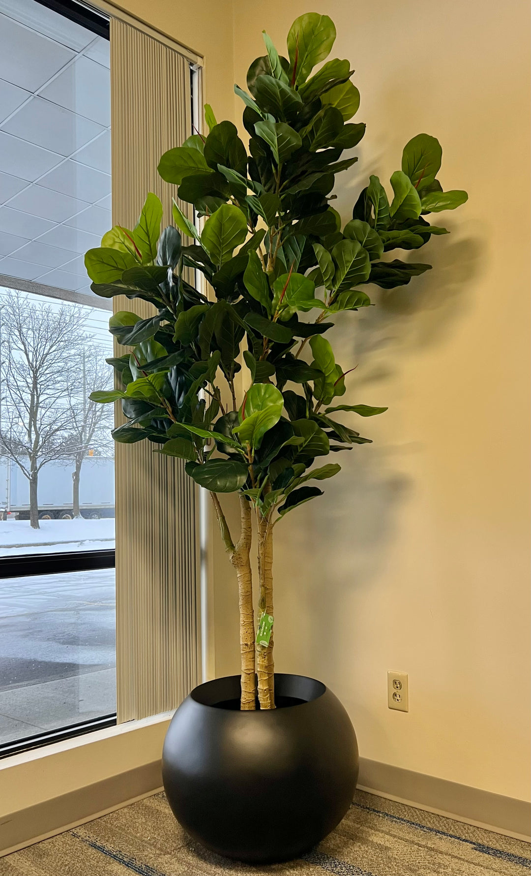 A fiddle-leaf fig tree is placed in a modern, black, rounded pot by a large window, with a snowy outdoor scene visible through the glass. The tree adds a touch of greenery to the indoor space, contrasting with the wintry view outside.