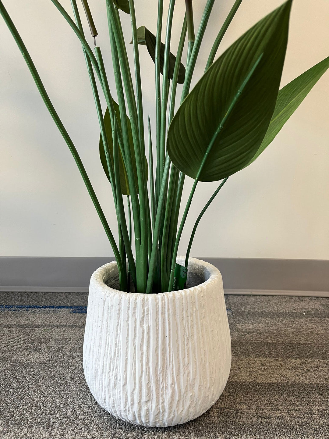 Large white textured planter with a modern ribbed design, placed indoors near a window with natural light. What are the dimensions of this planter?