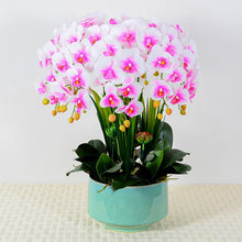 Load image into Gallery viewer, Real touch Artificial Orchid Flower Arrangement (10 stems )

