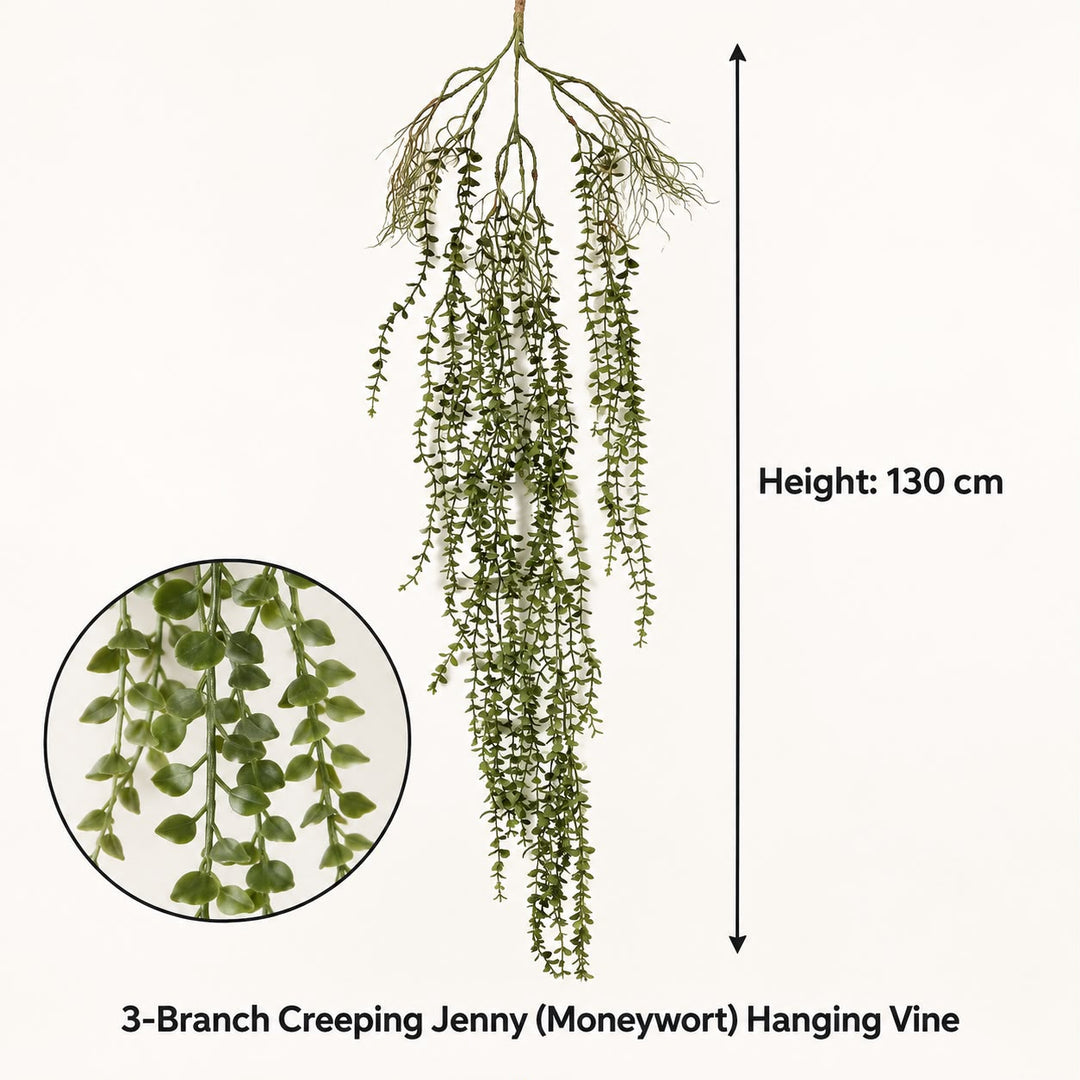 A hanging vine plant labeled '3-Branch Creeping Jenny (Moneywort) Hanging Vine' on a plain light background, with a circular inset showing a close-up of the leaves and text indicating a height of 130 cm.