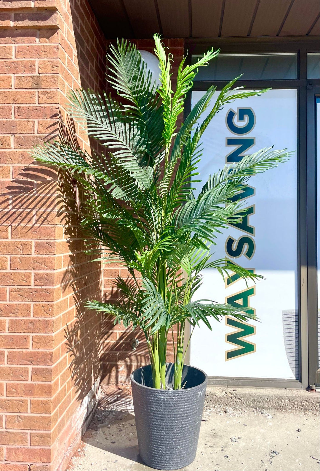 An artificial palm tree in a large textured black planter is placed outside, next to a brick wall, adding a tropical element to the building's exterior. The sun casts soft shadows of the palm leaves, creating a vibrant and inviting atmosphere near the entrance.