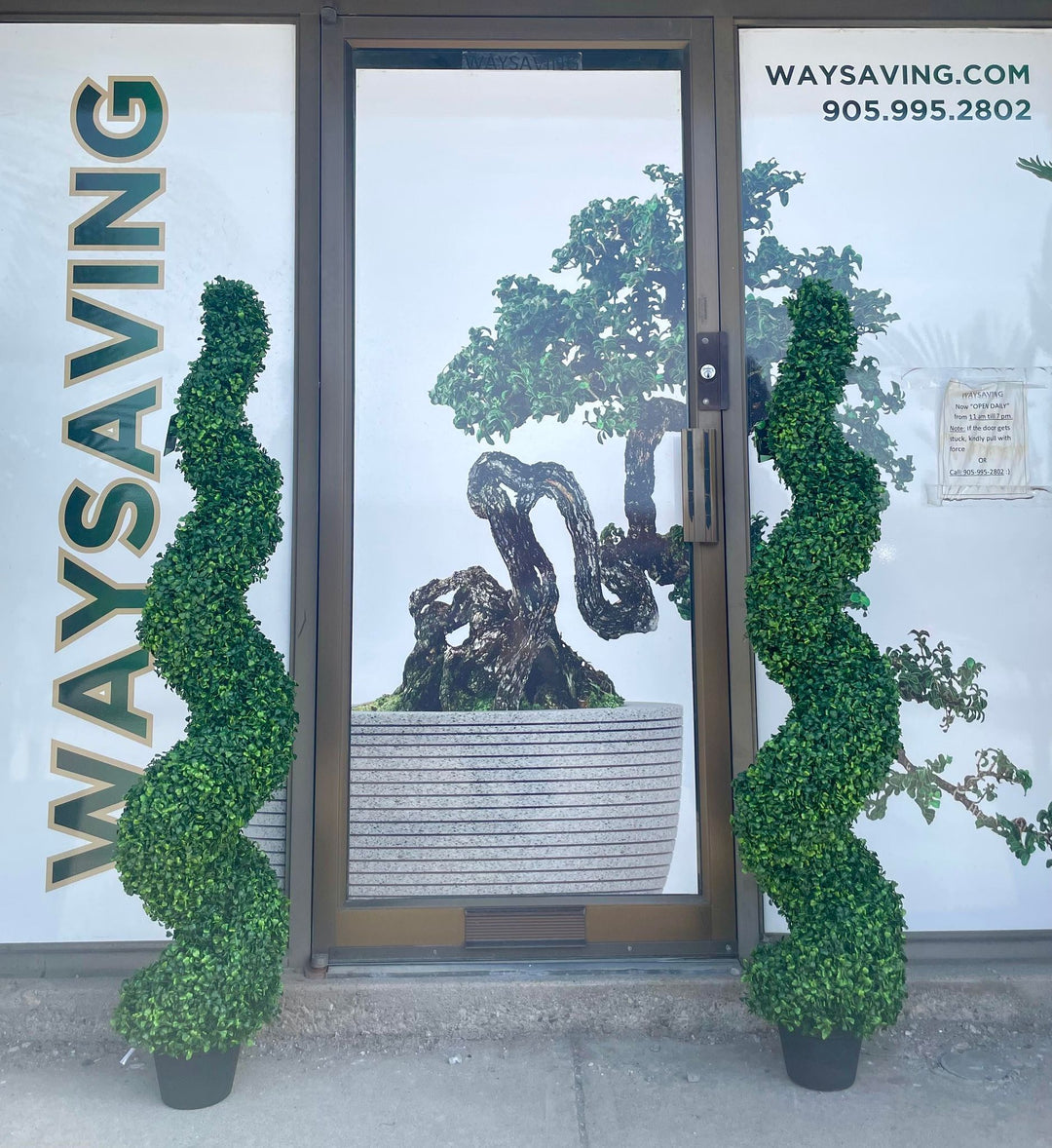 spiral topiary plants positioned in front of a modern storefront, waysaving adding a touch of sophistication and greenery to the entrance