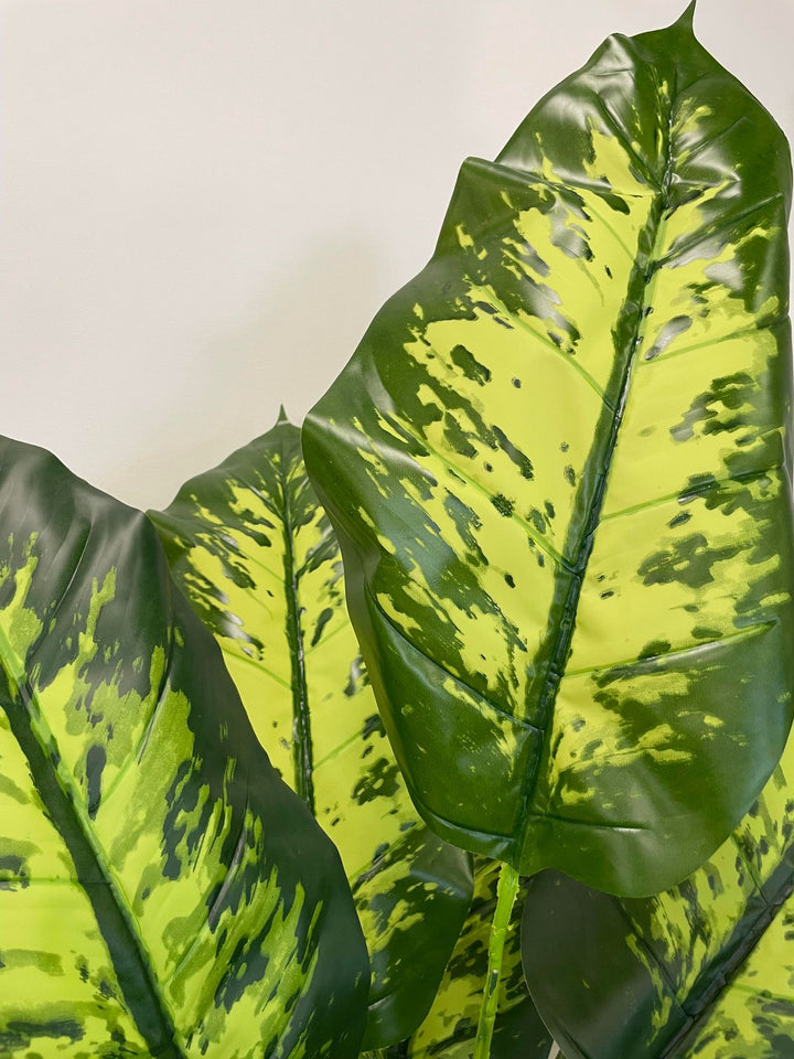 A close-up view of large, variegated green leaves with distinct patterns, showcasing the plant's vibrant colors and texture.