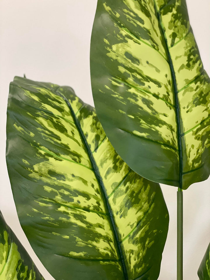 A close-up view of large, variegated green leaves with distinct patterns, showcasing the plant's vibrant colors and texture.
