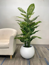 Load image into Gallery viewer, Artificial Rohdea Japonica Plant - 5.3&#39;
