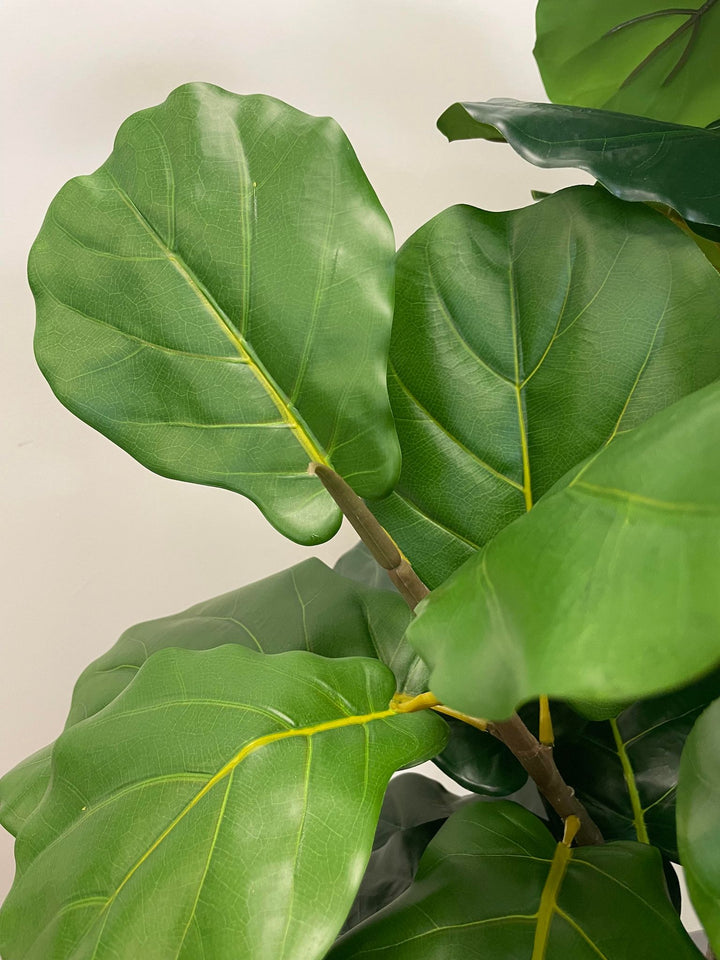 This image features a close-up view of fiddle-leaf fig leaves. The leaves are broad, with a glossy surface and prominent veining, characteristic of the fiddle-leaf fig plant. The rich green color and texture make the leaves appear vibrant and lifelike, highlighting the plant's natural beauty.