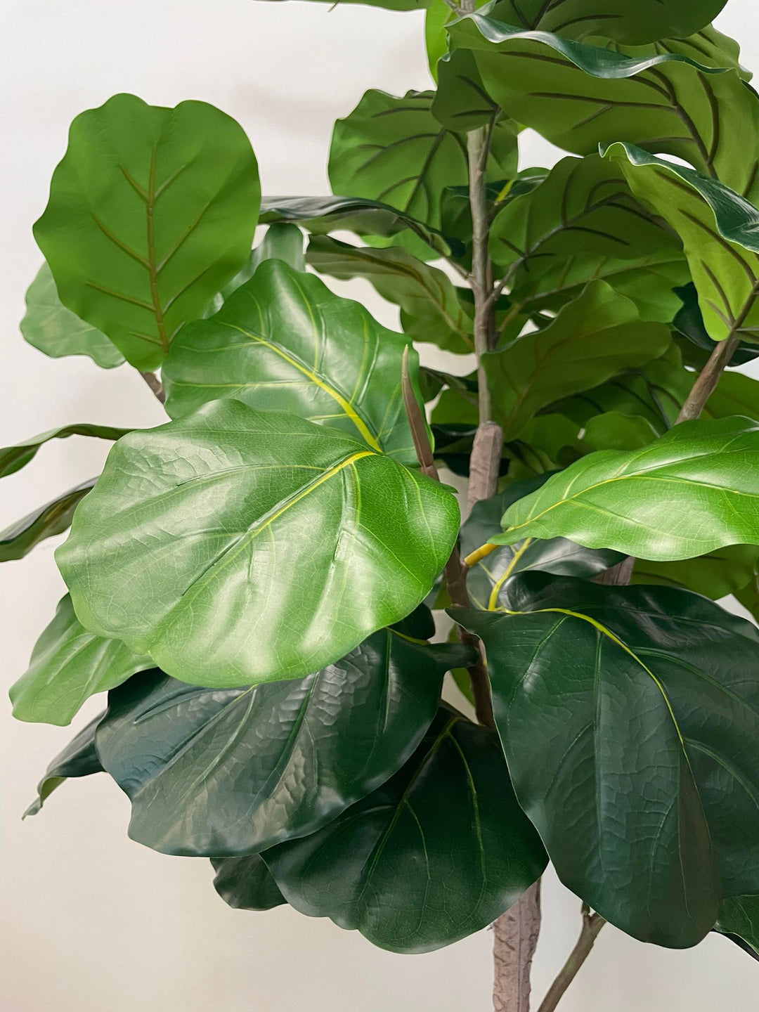 This image features a close-up view of fiddle-leaf fig leaves. The leaves are broad, with a glossy surface and prominent veining, characteristic of the fiddle-leaf fig plant. The rich green color and texture make the leaves appear vibrant and lifelike, highlighting the plant's natural beauty.