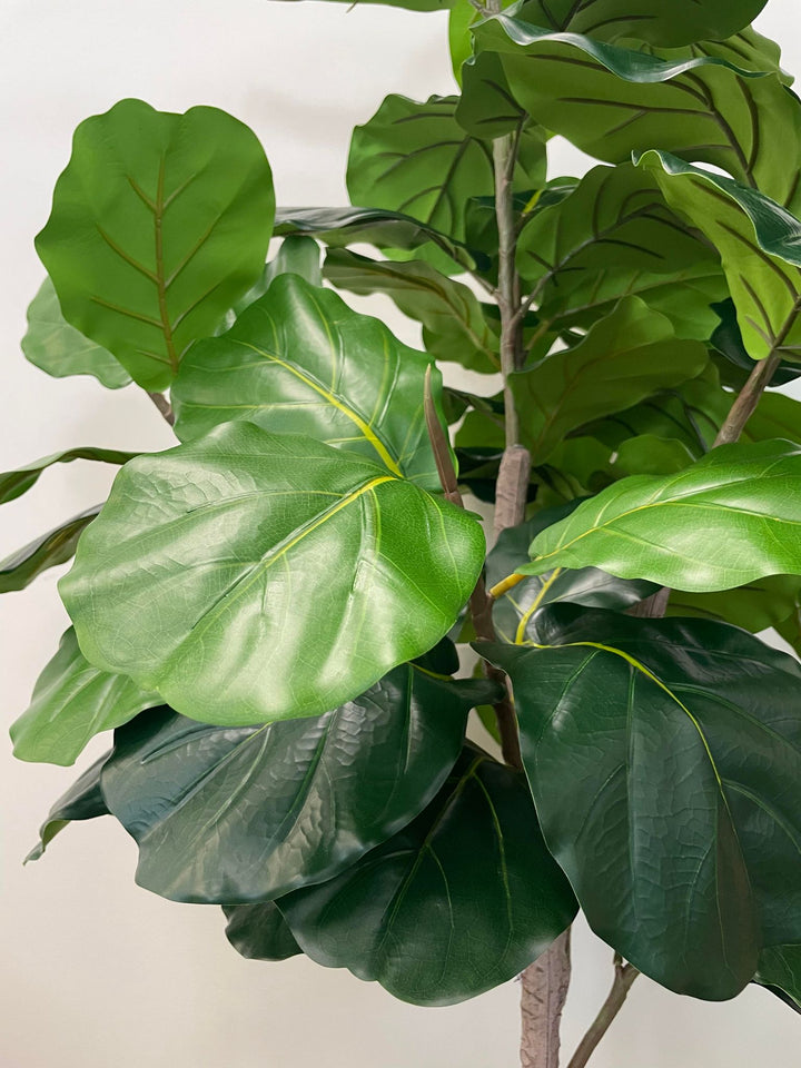 This image features a close-up view of fiddle-leaf fig leaves. The leaves are broad, with a glossy surface and prominent veining, characteristic of the fiddle-leaf fig plant. The rich green color and texture make the leaves appear vibrant and lifelike, highlighting the plant's natural beauty.