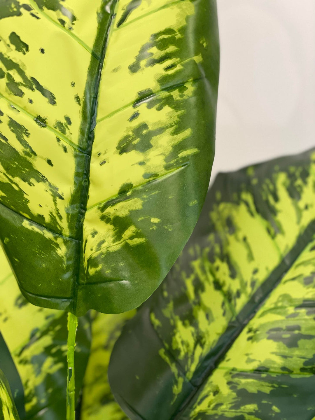 The close-up image shows the detailed texture and color pattern of large, vibrant green leaves. The leaves have a bright yellow-green base with dark green variegated patterns, showcasing a lush and healthy appearance. The image highlights the natural beauty and intricate details of the foliage, making it an appealing element for indoor decor.