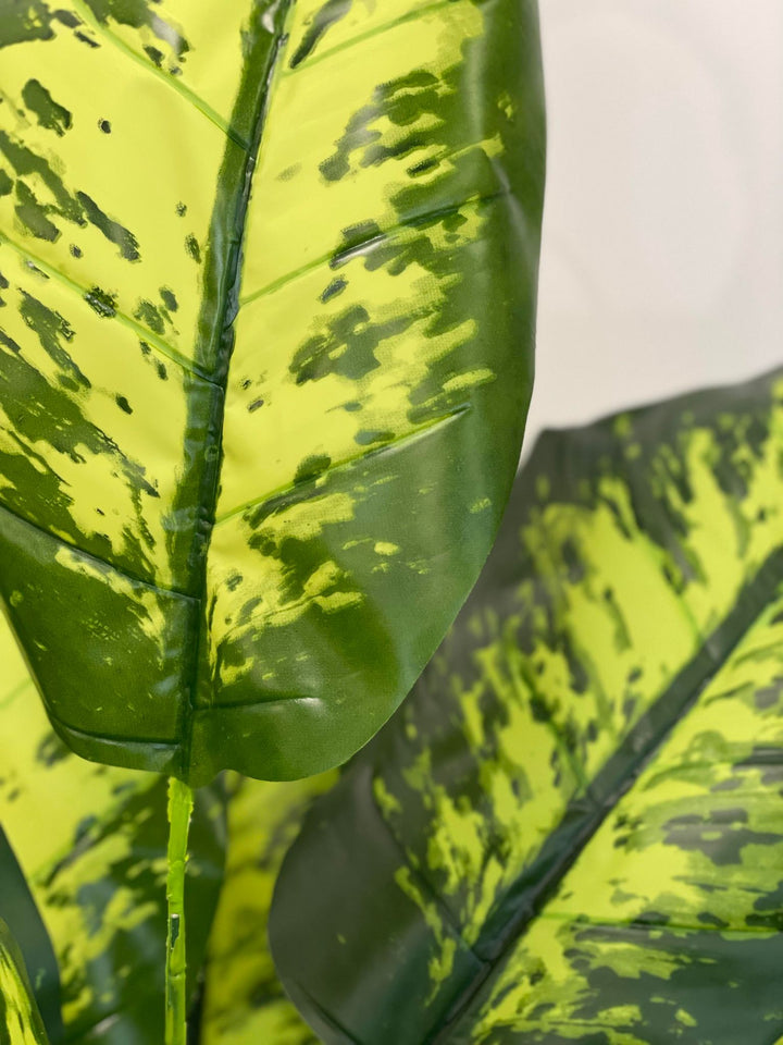 The close-up image shows the detailed texture and color pattern of large, vibrant green leaves. The leaves have a bright yellow-green base with dark green variegated patterns, showcasing a lush and healthy appearance. The image highlights the natural beauty and intricate details of the foliage, making it an appealing element for indoor decor.