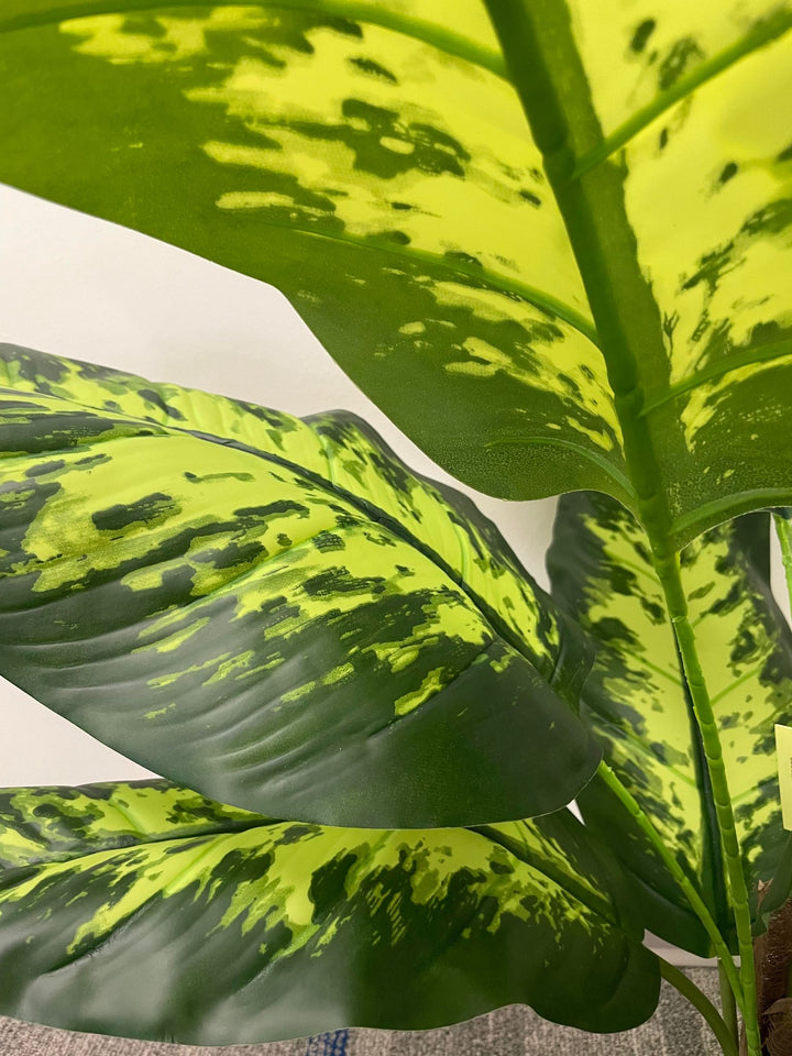 The close-up image shows the detailed texture and color pattern of large, vibrant green leaves. The leaves have a bright yellow-green base with dark green variegated patterns, showcasing a lush and healthy appearance. The image highlights the natural beauty and intricate details of the foliage, making it an appealing element for indoor decor.