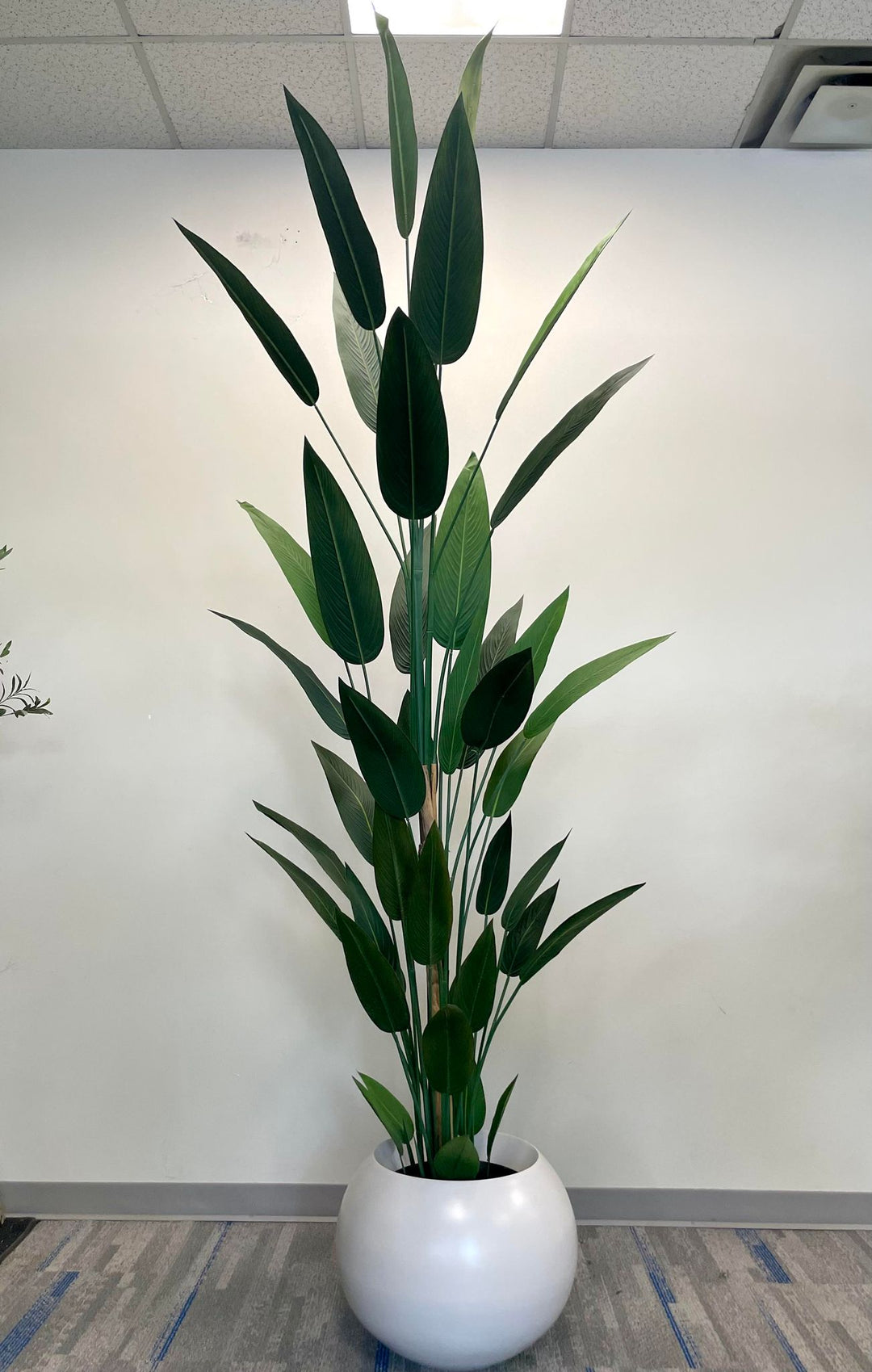 Tall artificial plant with dark green leaves in a round white pot placed against a plain white wall in an office setting