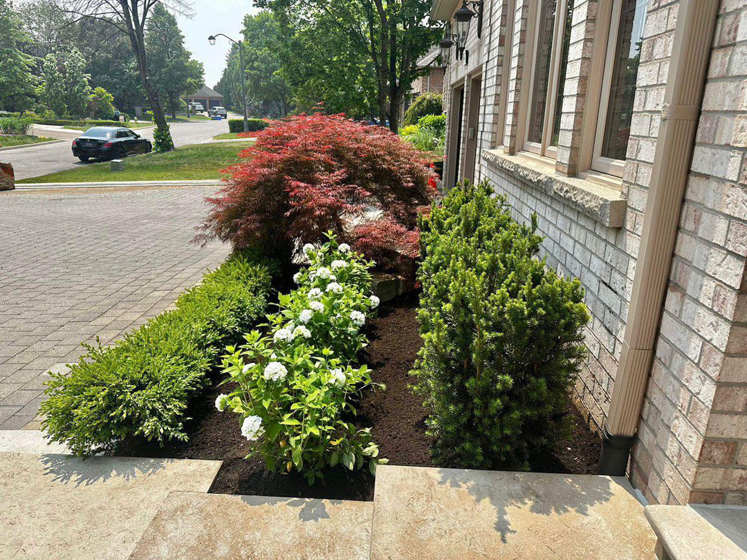 A well-maintained front yard garden with various shrubs, including a vibrant red maple tree and blooming white hydrangeas. This landscaping arrangement adds curb appeal and color to the exterior of a brick house. What are the best low-maintenance plants for front yard landscaping?