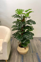 Load image into Gallery viewer, Monstera Potted Plant (Shine) 4&#39;
