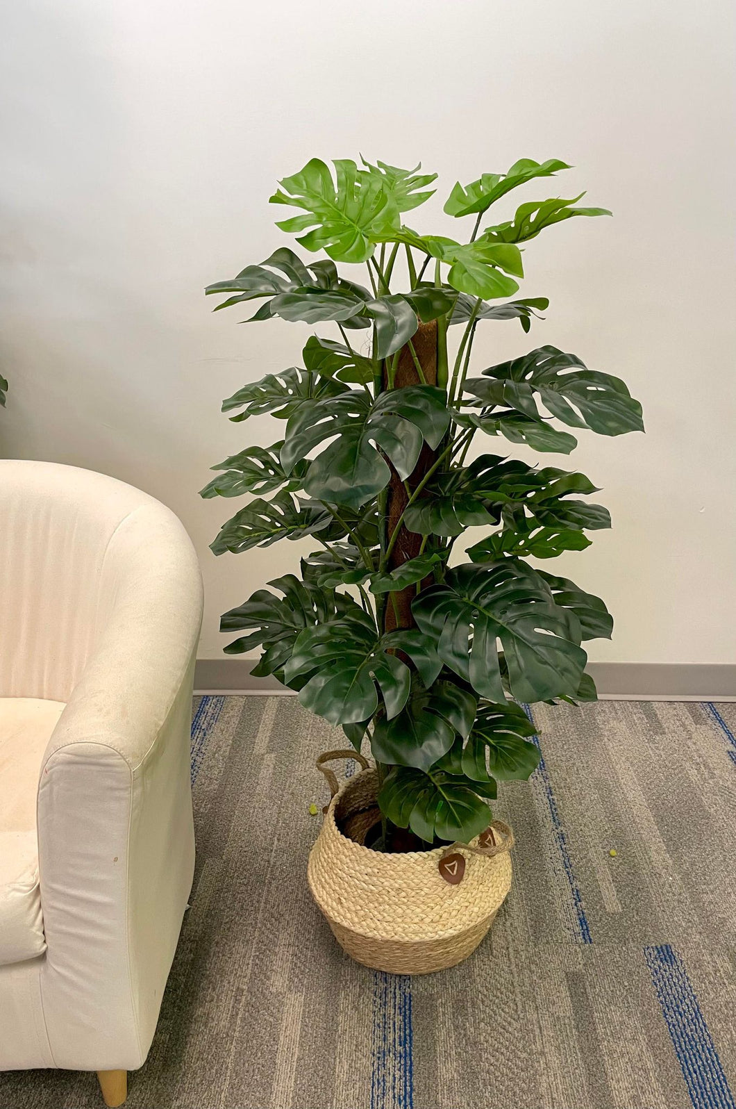 Monstera Potted Plant (Shine) 4'