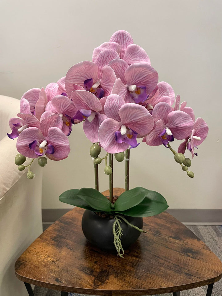 A vibrant display of light pink orchid flowers with purple accents at the center, arranged elegantly in a black vase. The green leaves and delicate flower buds complement the overall aesthetic, creating a graceful and modern floral arrangement.