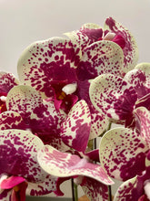Charger l&#39;image dans la galerie, Orchidée Artificielle - Teinte Rose et Blanche
