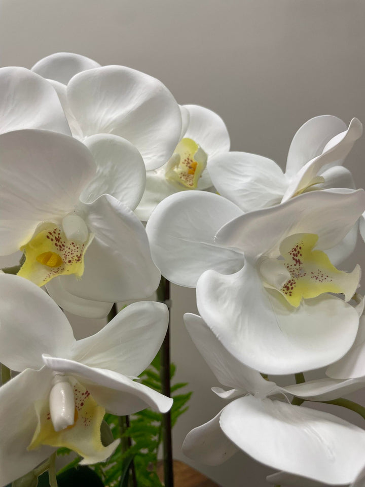 A close-up image of white orchid flowers showcasing their delicate petals. The flowers have a soft, elegant appearance with subtle yellow and red accents at the center, offering a serene and graceful visual impression.