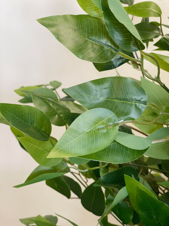 A close-up view of vibrant green leaves, showcasing the lush and detailed foliage of the indoor plant.