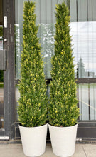 Load image into Gallery viewer, Artificial Cedar Tree - 5&#39; (UV Resistant)
