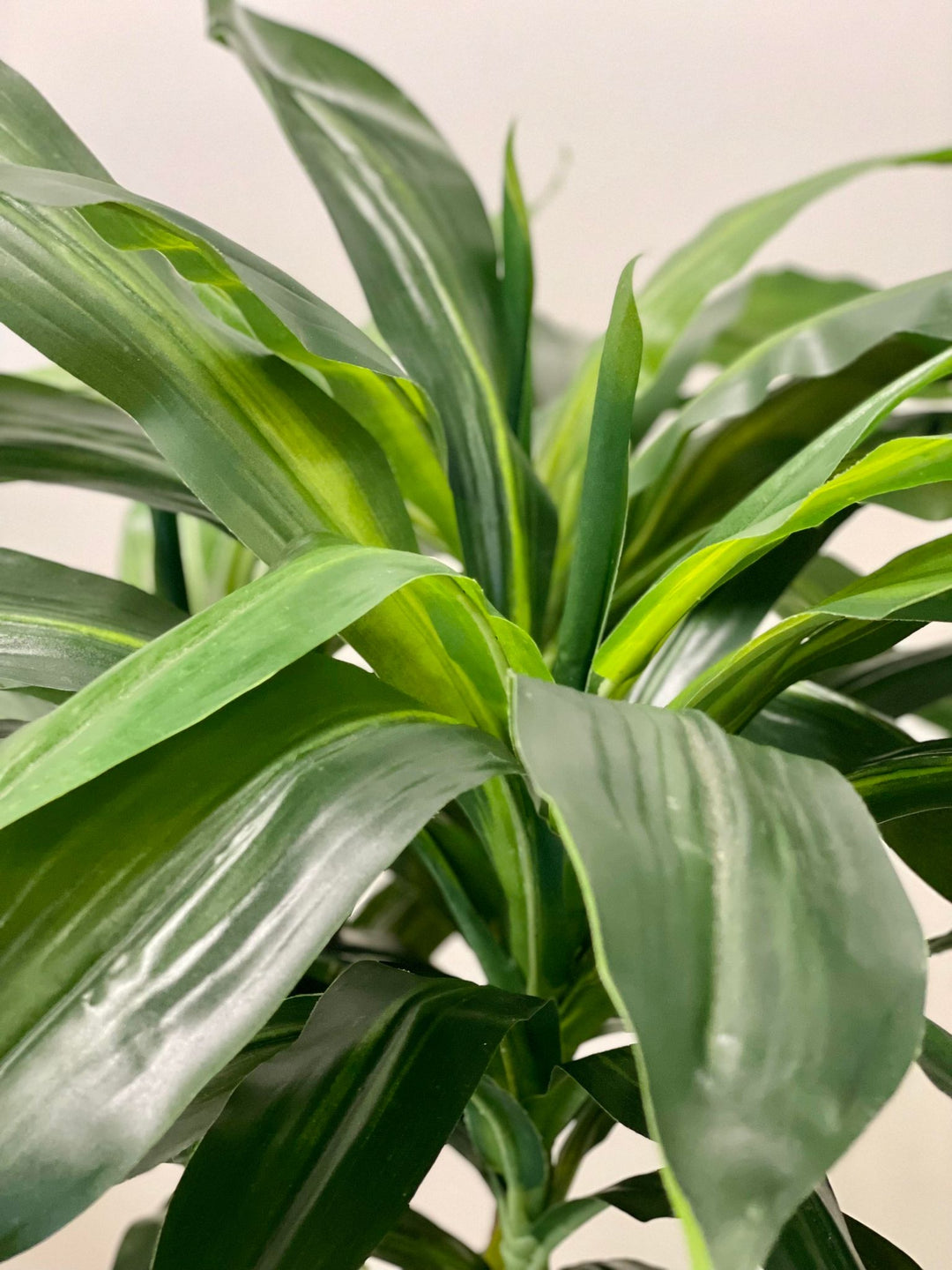 Close-up of a Dracaena plant's green leaves, showcasing the natural texture and vibrant foliage, ideal for enhancing the aesthetic of indoor spaces with a touch of greenery