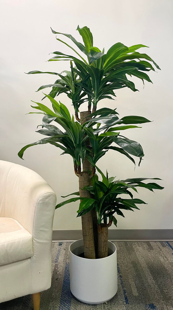Beautiful Dracaena plant with lush green leaves, displayed in a modern white round planter, perfect for indoor decor in homes or offices, adding a touch of nature and elegance to any space.