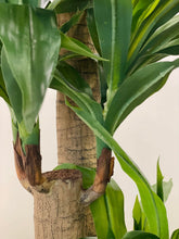 Load image into Gallery viewer, Artificial Yucca tree - 5.3&#39;
