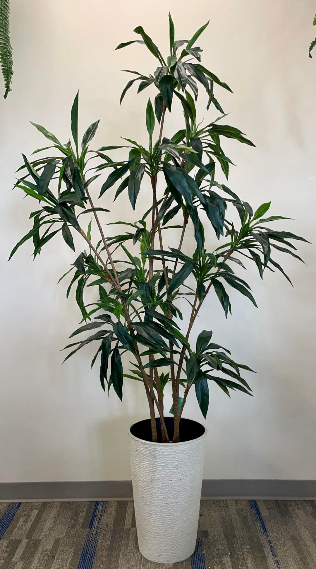 Large Dracaena plant with sleek dark green leaves placed in a contemporary white rounded planter, adding an elegant and natural element to the modern indoor space